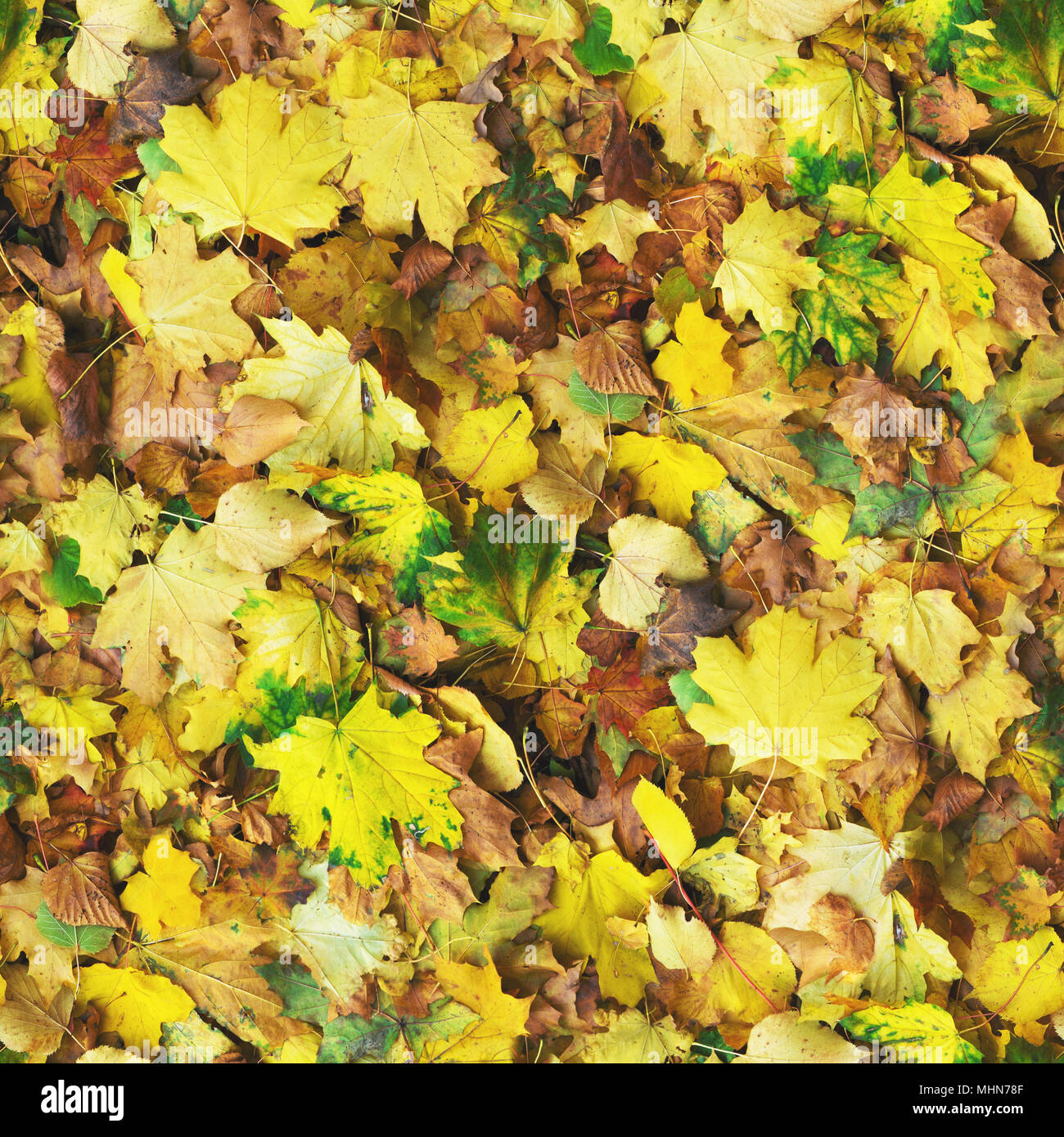 Autumn seamless pattern background. Maple and birch colorful fallen leaves on the park ground at sunny day. Stock Photo