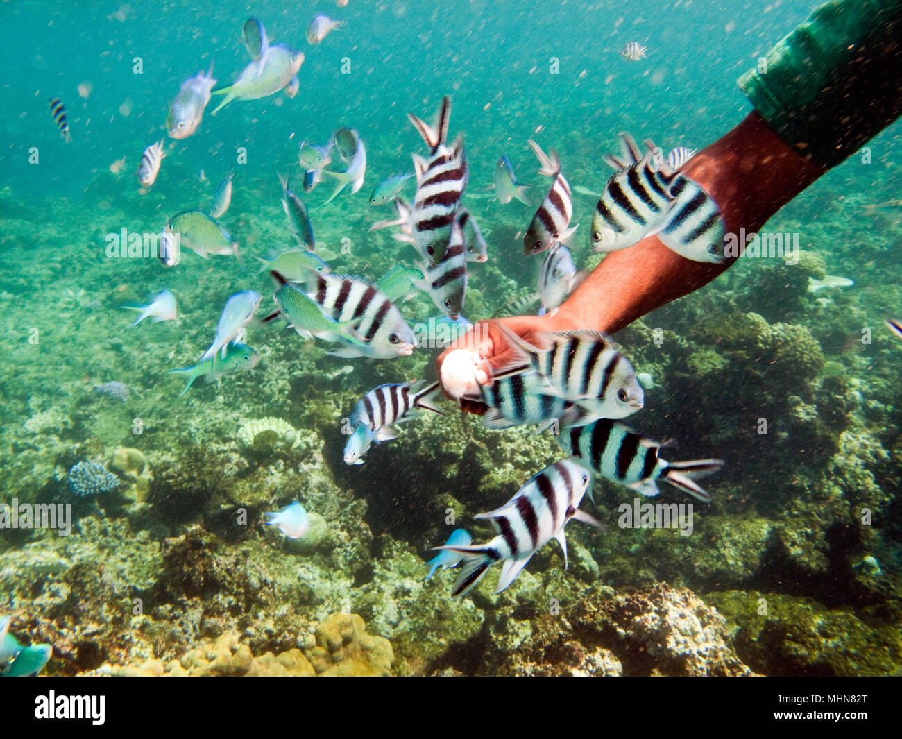 Waya Lailai  Island, Fiji; man feeding zebra fish Stock Photo