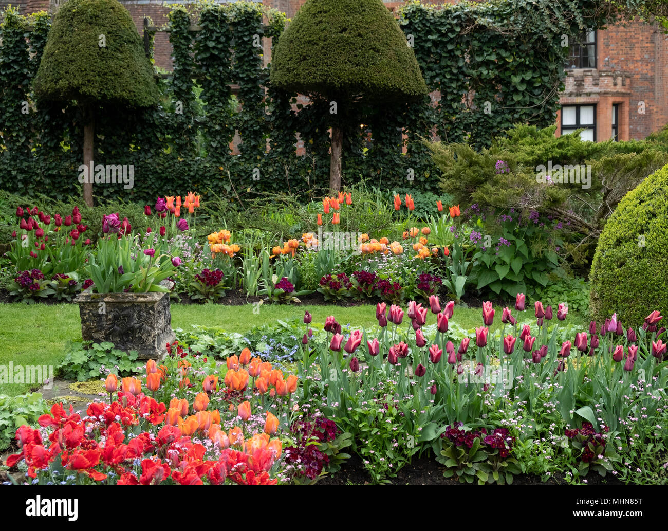 Tulipa ‘Rococo’, Tulipa ‘Annie Schilder’ and Tulipa ‘Slawa’ in the Sunken Garden at Chenies Manor Gardens, Rickmansworth, Buckinghamshire, UK, April Stock Photo