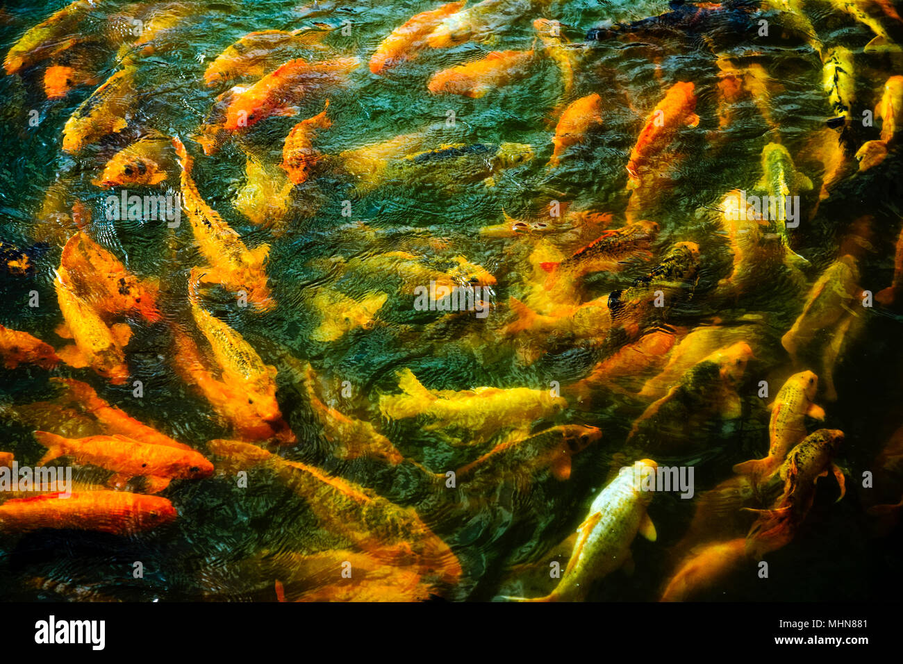 Carp pond, feeding time Stock Photo