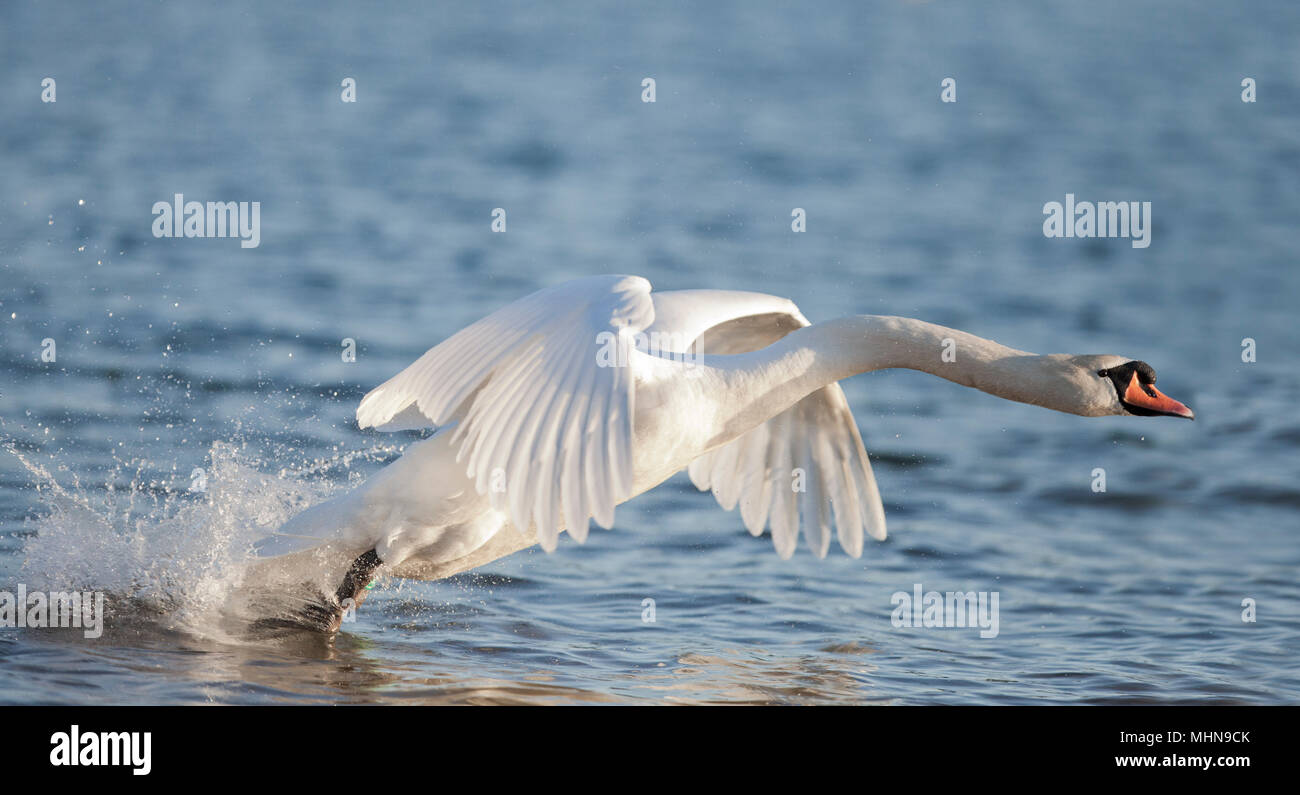 Swans away Stock Photo