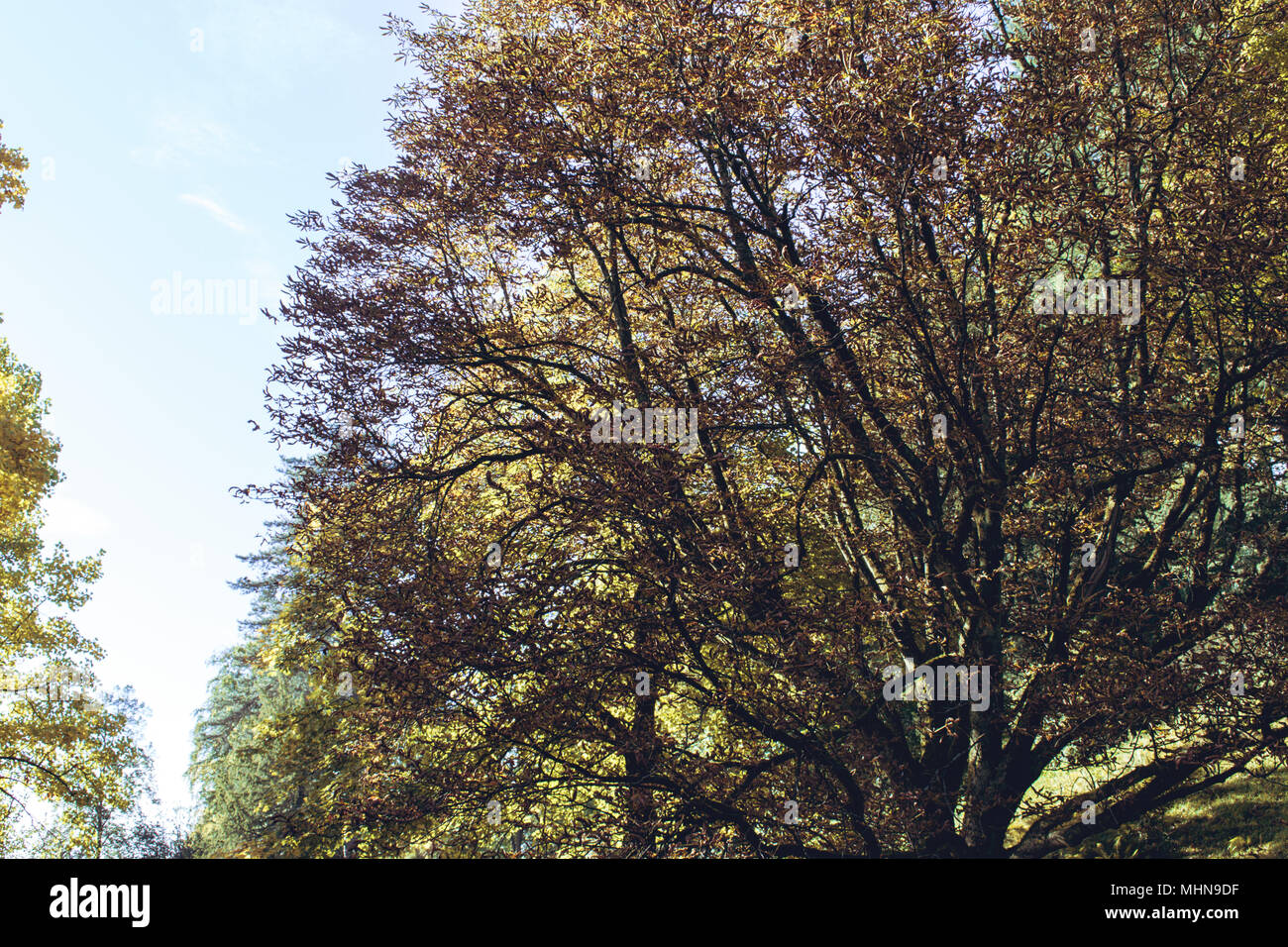 Gold yellow colored tree crowns of a chestnut tree Stock Photo - Alamy