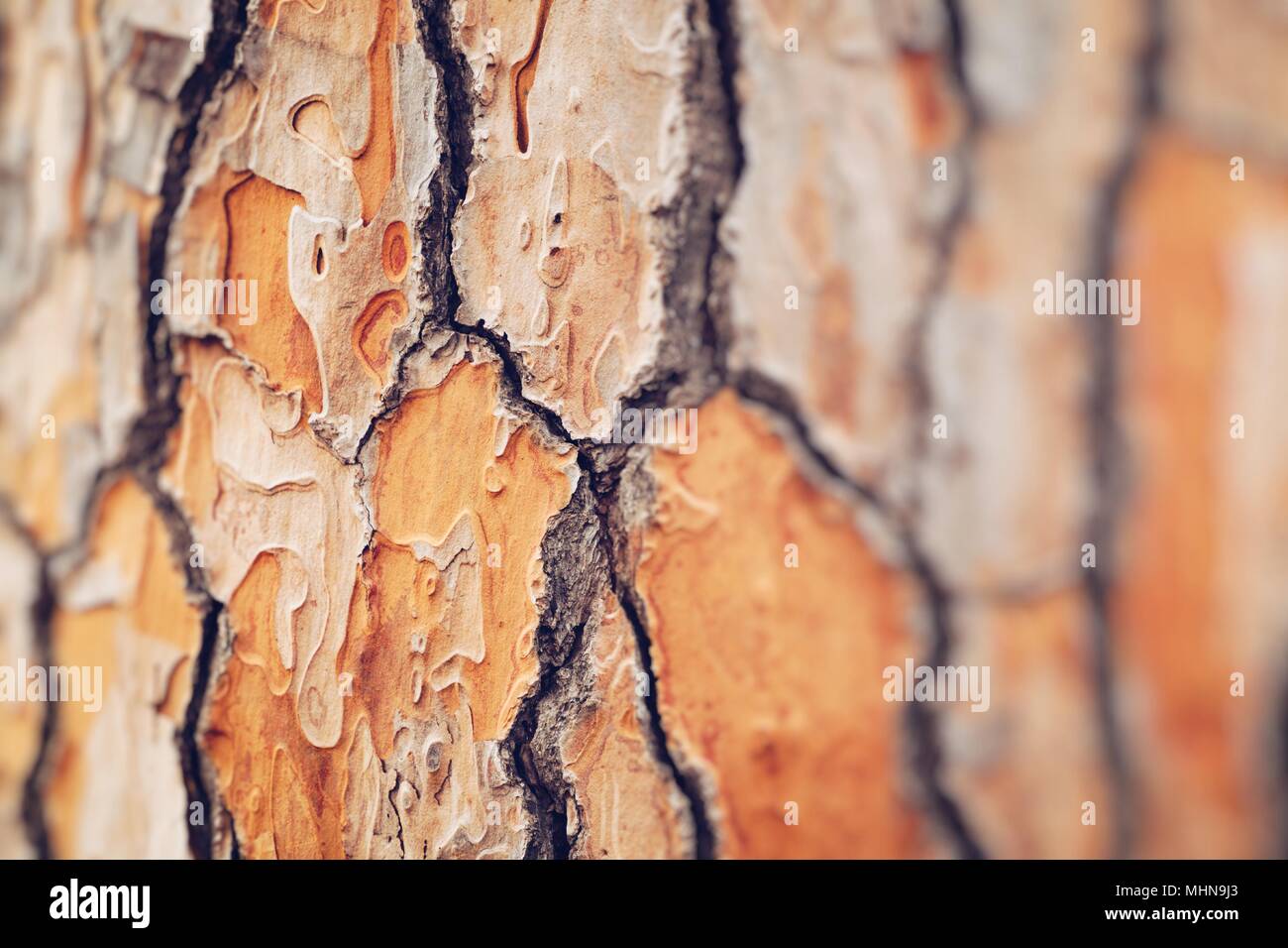 Three brances on Italian Stone pine Stock Photo - Alamy