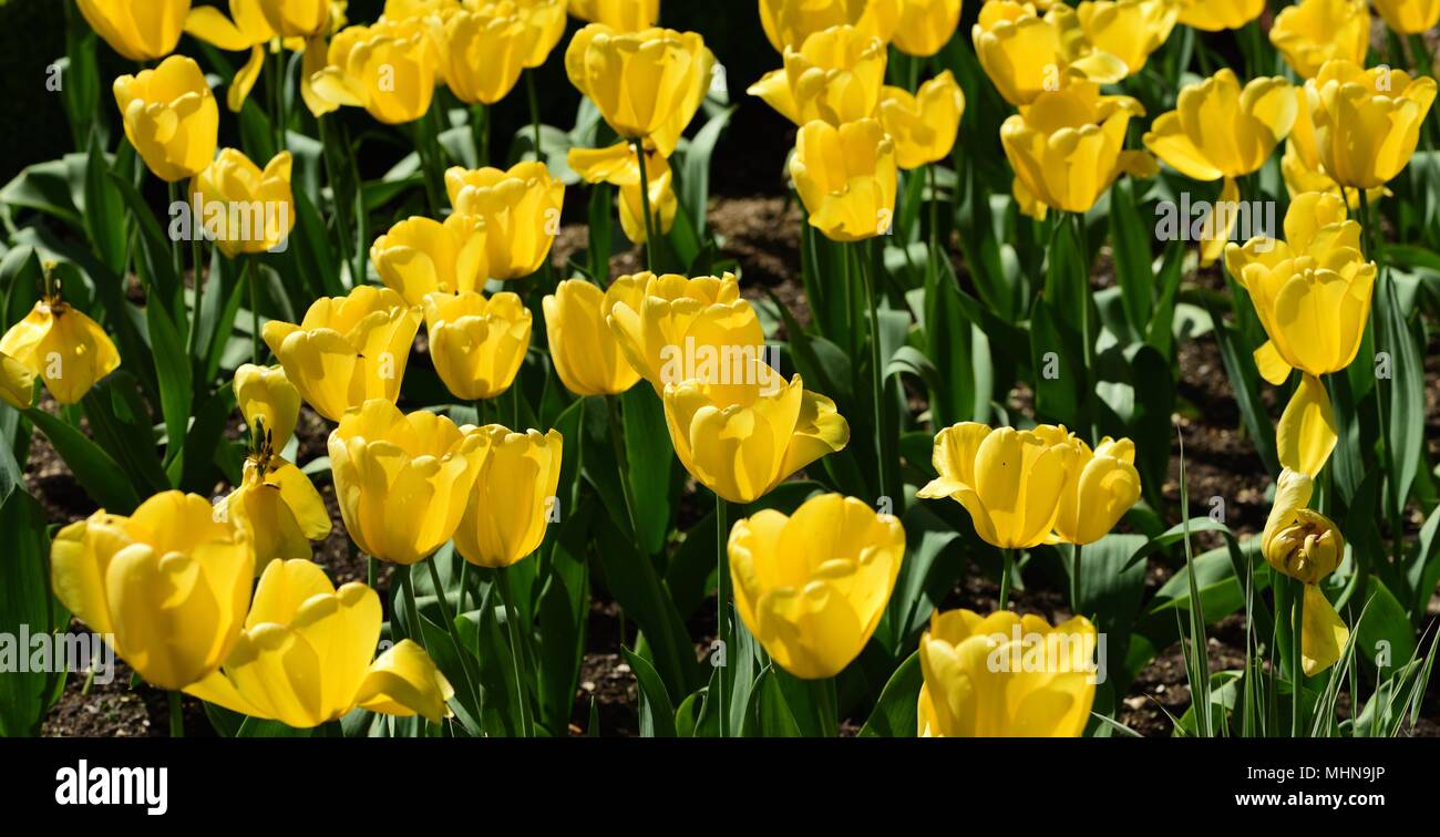 Cluster of tulips hi-res stock photography and images - Alamy