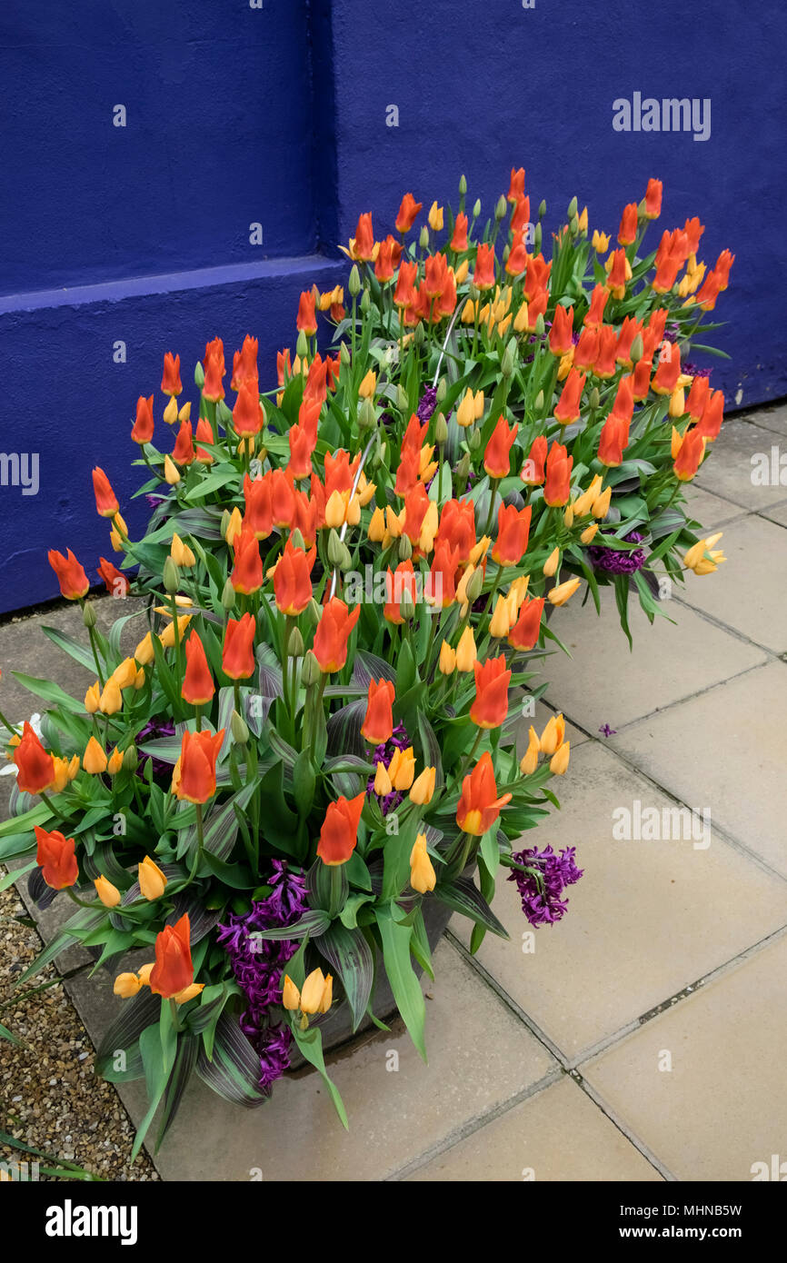 Vibrant coloured tulips and hyacinths growing in a garden pot against a warm blue background in a contemporary garden, England, UK Stock Photo
