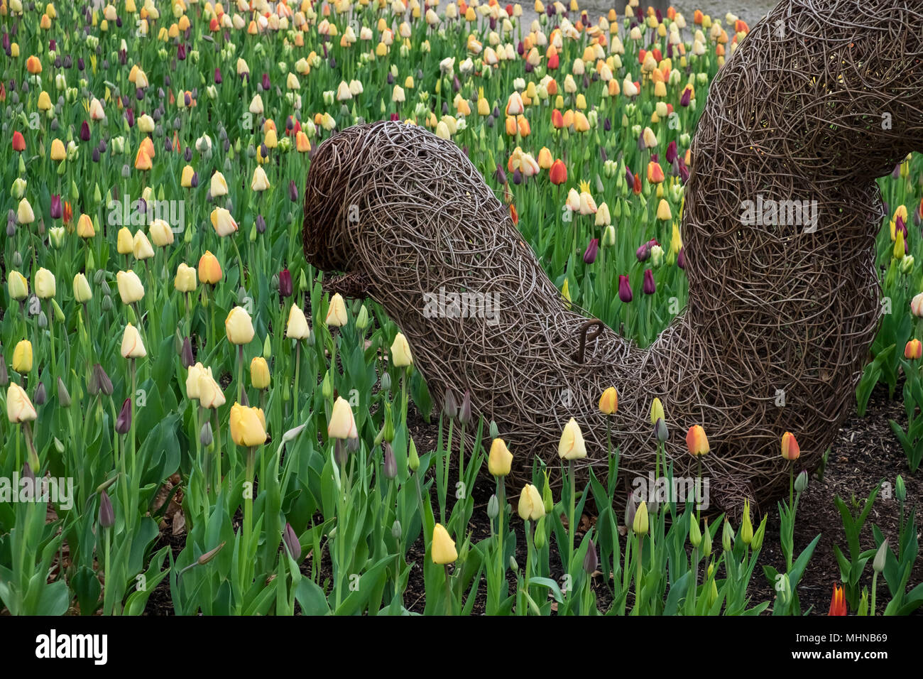 A Variety Of Different Coloured Spring Flowering Tulips In An English 