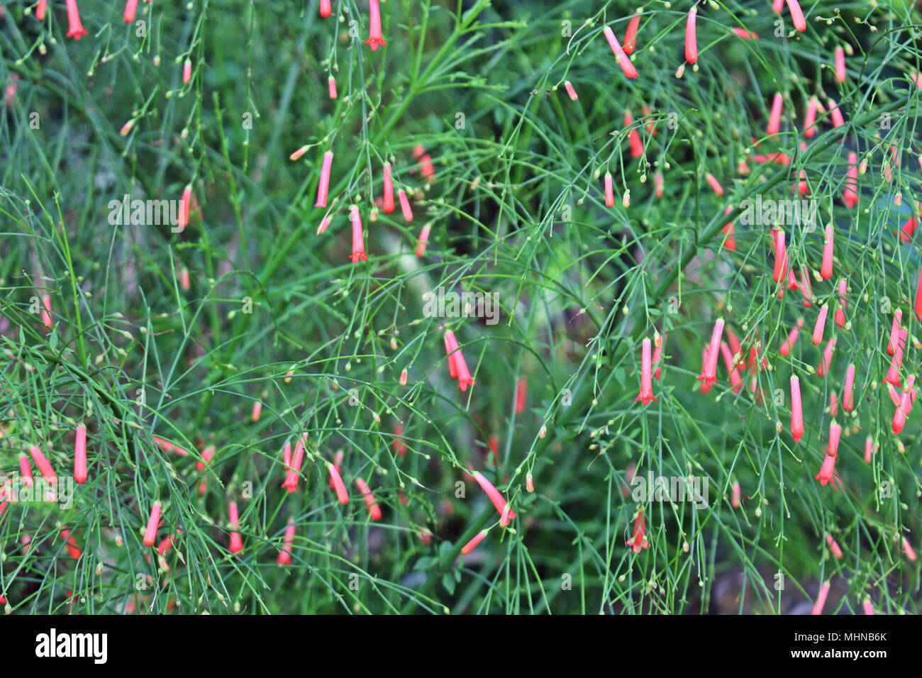 Close up shot of Coral Fountain (Russelia equisetiformis) in full bloom, in Illinois, USA Stock Photo