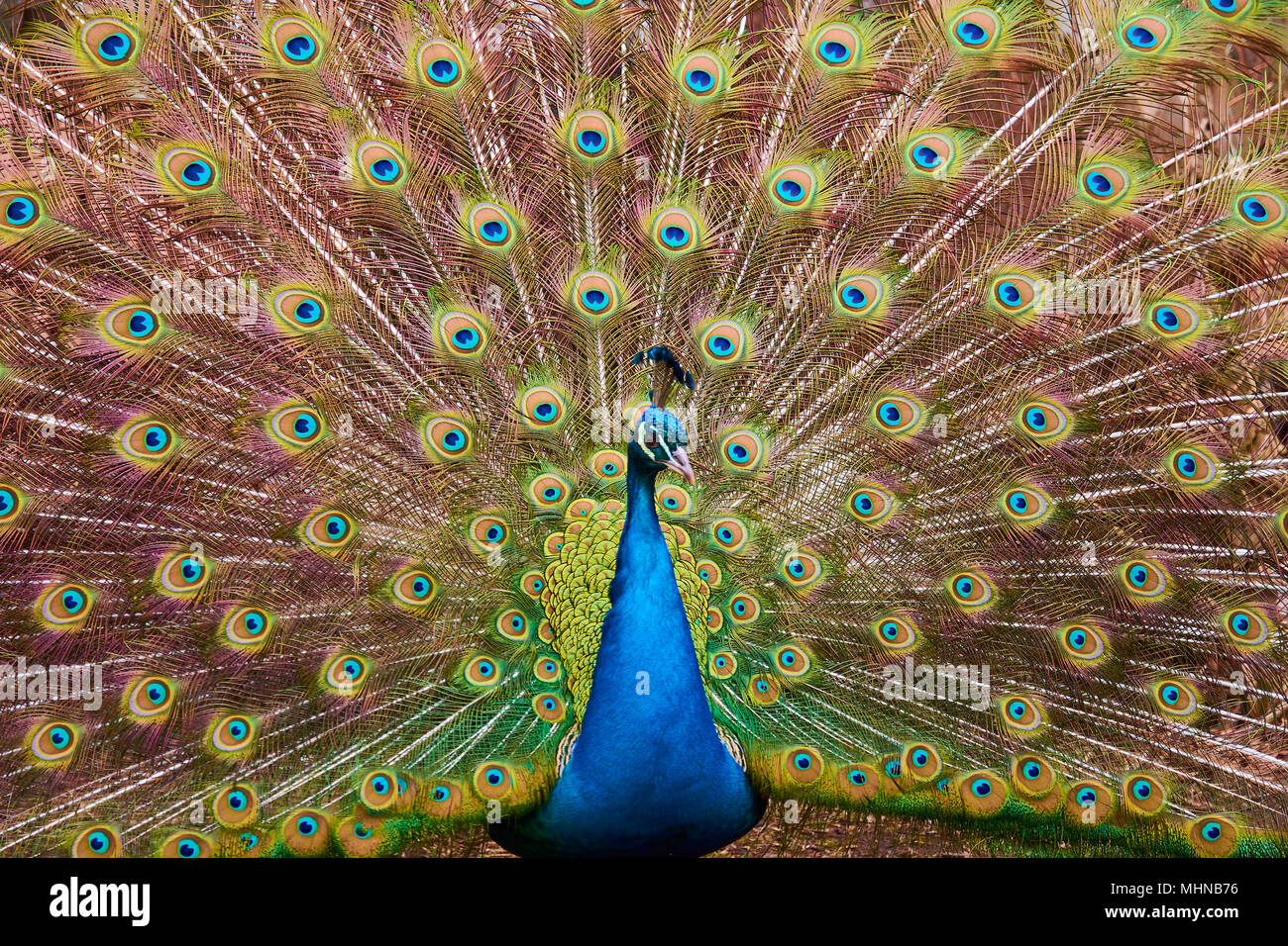 Colorful peacock with open tail on a sunny day Stock Photo