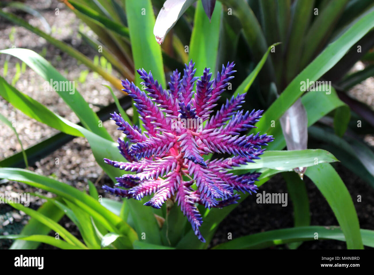 Close up of a blooming Aechmea Blue Tango, a Bromeliad hybrid Stock Photo