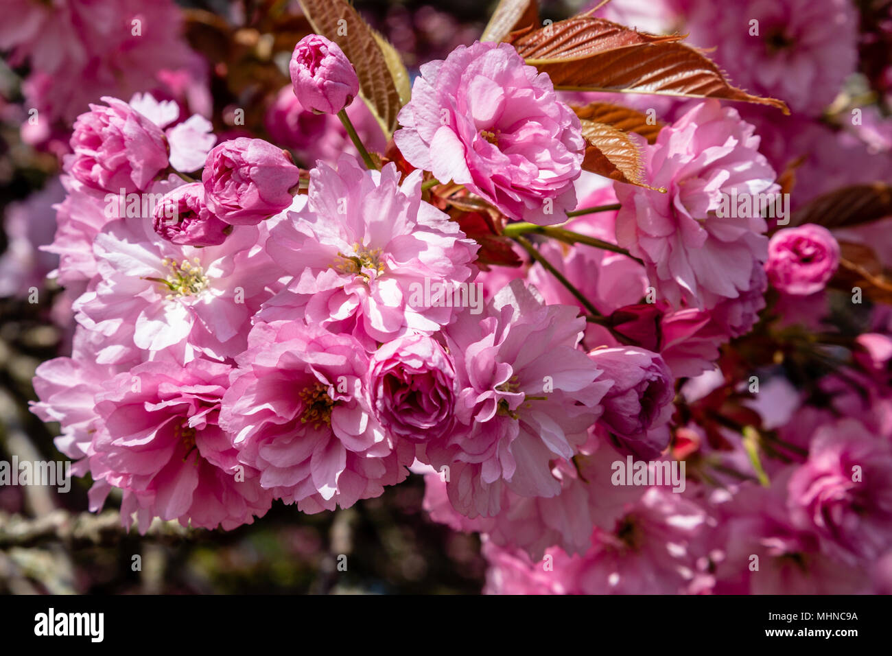Pink spring cherry blossom flowers Stock Photo