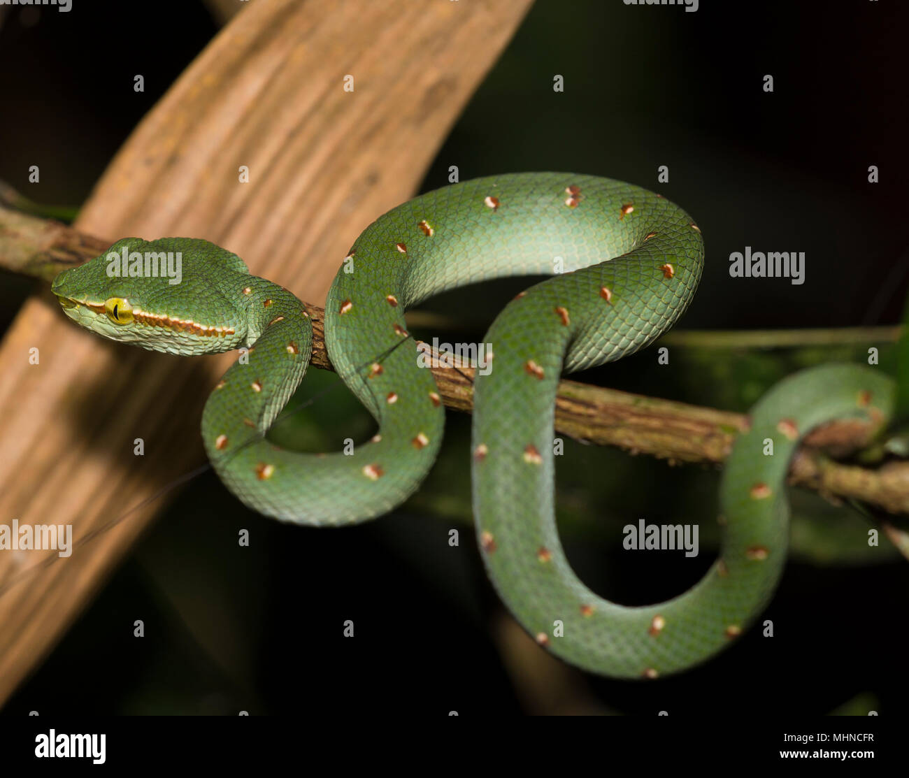 Waglers Pit Viper Sat In A Tree Phuket Thailand Hi res Stock 