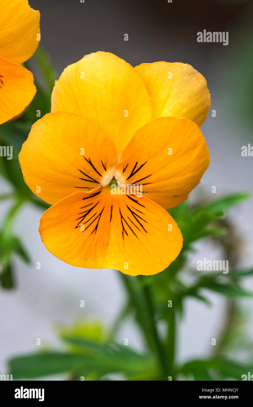 Viola petals hires stock photography and images Alamy