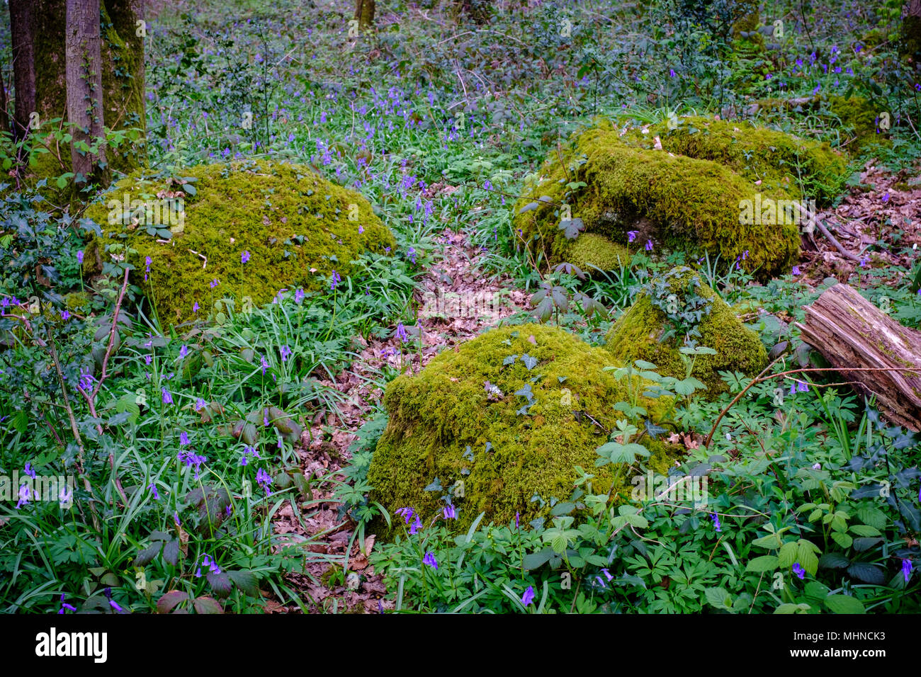 MOSS COVERED ROCKS IN WOODLAND, Bigsweir nature reserve GloucestershireEngland UK Stock Photo