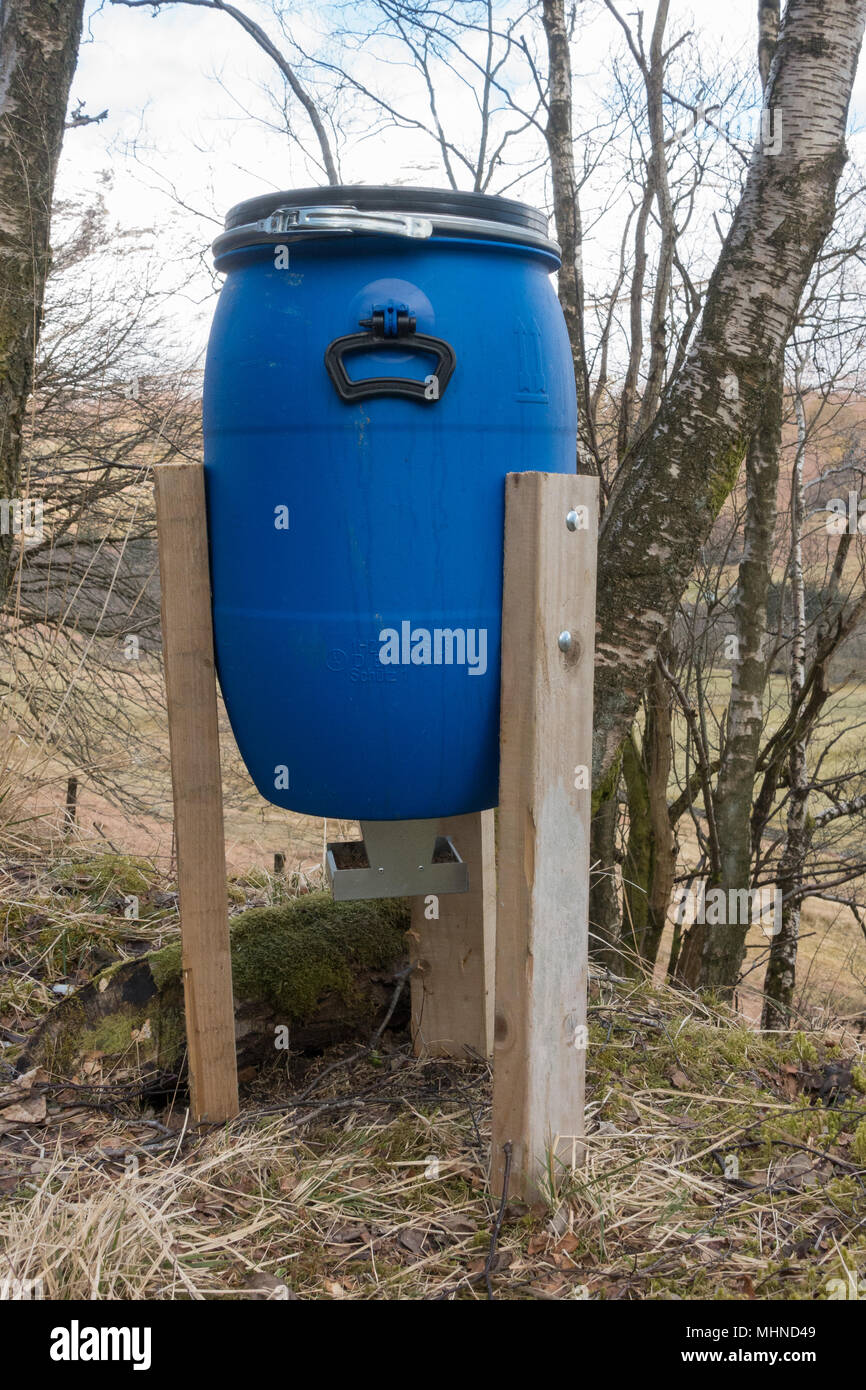 blue plastic barrel pheasant feeder in Scotland, UK Stock Photo