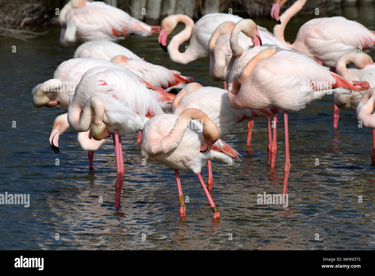 Pink Flamingos preening themselves in Camargue France Stock Photo