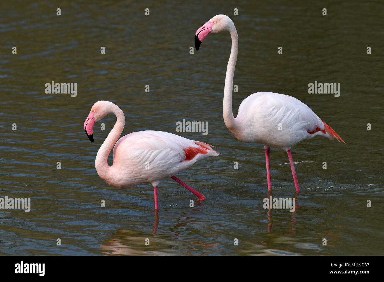 Pink Flamingos preening themselves in Camargue France Stock Photo