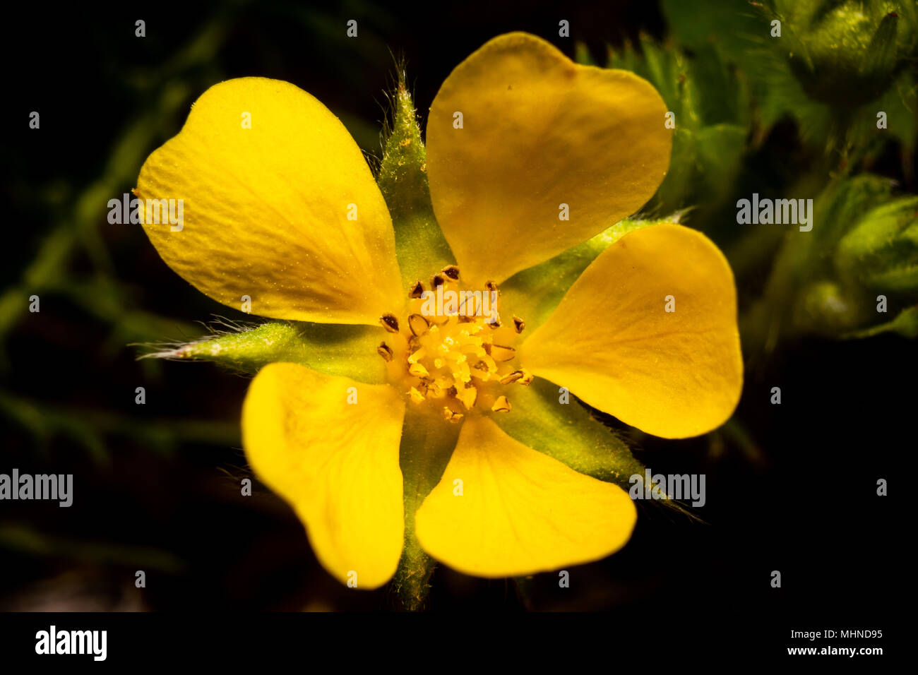 This spring wildflower bloom is seen up close in a macrophotography image. Stock Photo
