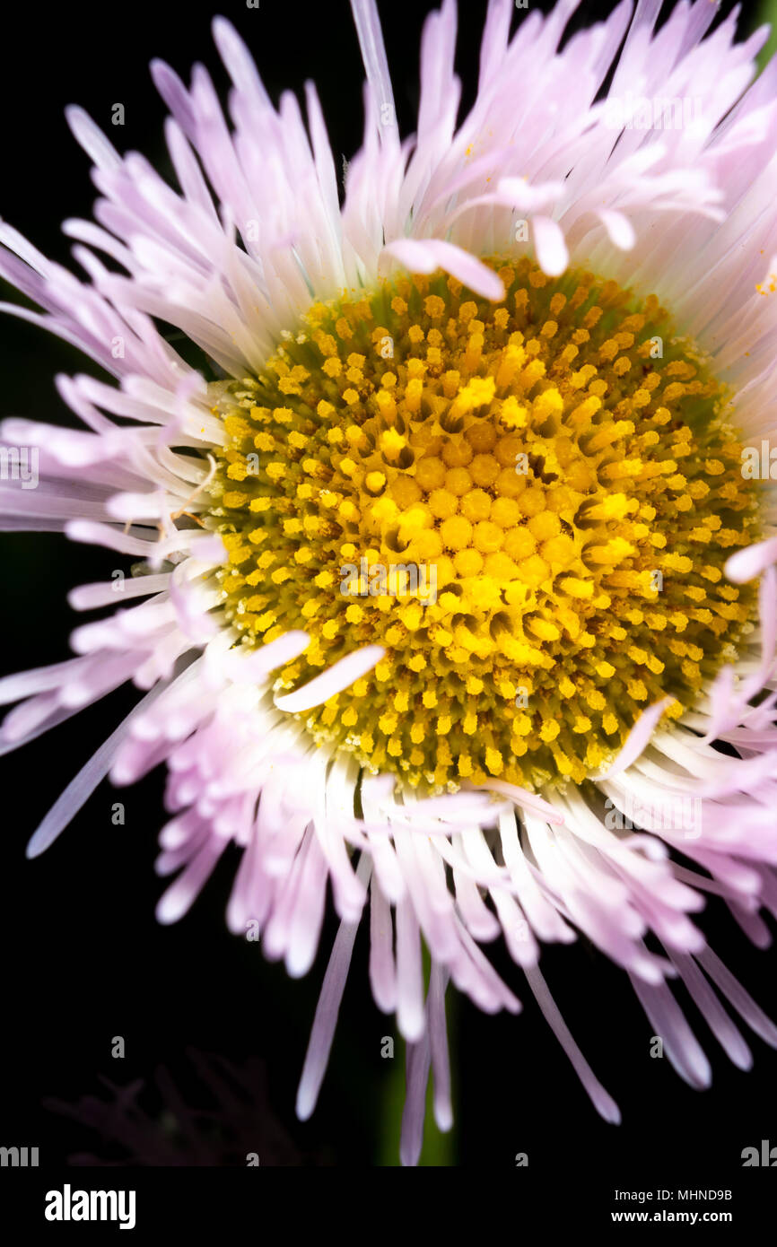 This spring wildflower bloom is seen up close in a macrophotography image. Stock Photo