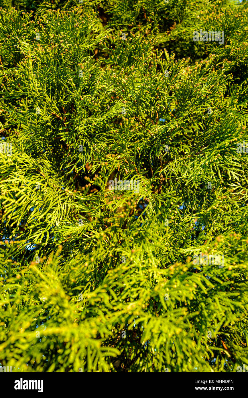 Beautiful evergreen tree thuja, suitable for scenery 2018 Stock Photo