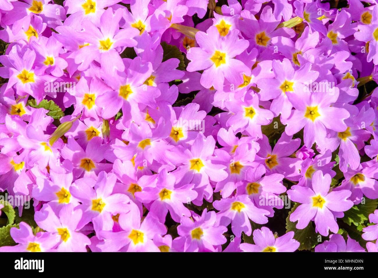 A beautiful flower has purple violet. Texture 2018. Stock Photo