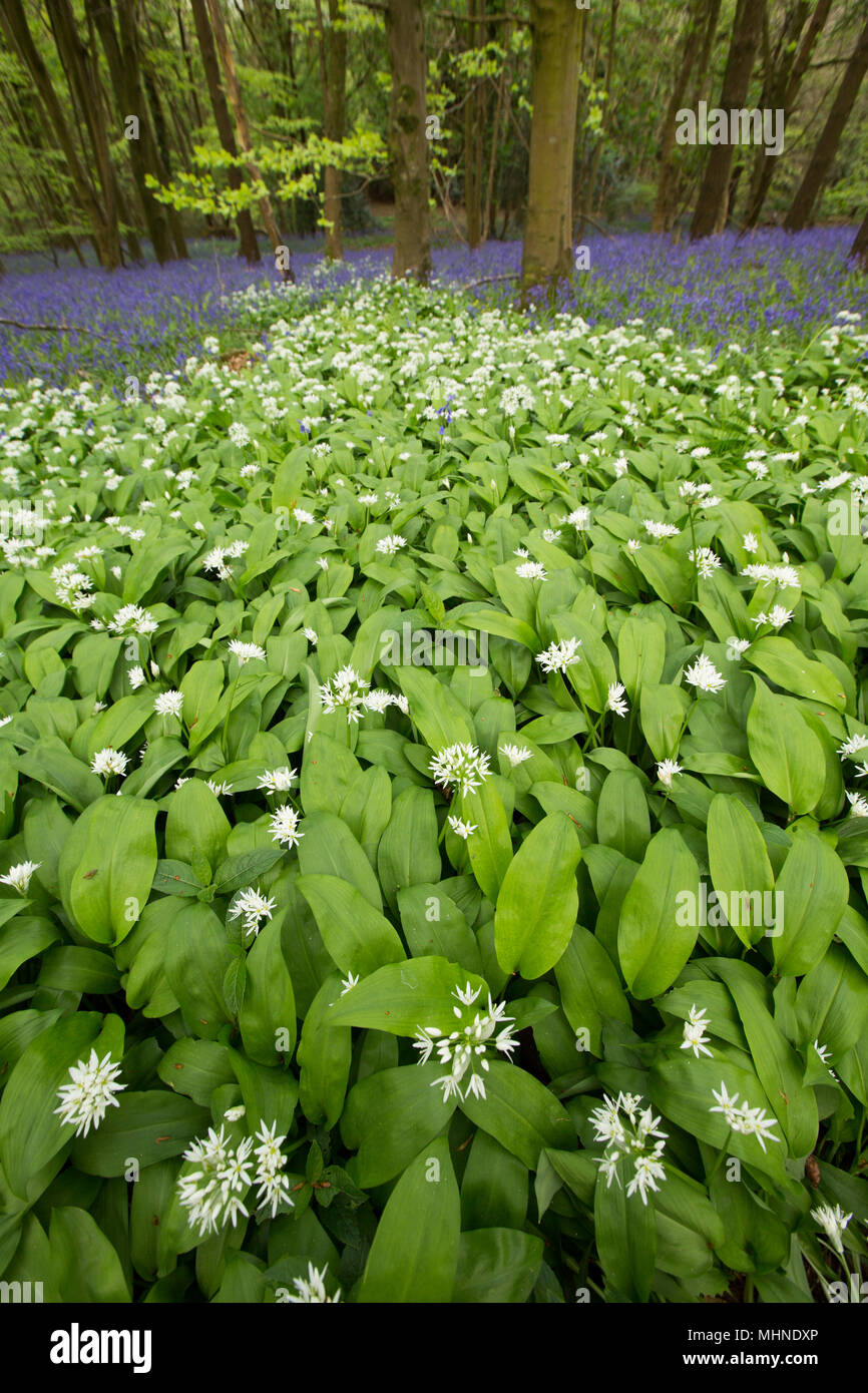 Wild garlic A. ursinum, also known as ramsons, growing in a woodland in North Dorset England UK against a backdrop of bluebells. Wild garlic is pop Stock Photo
