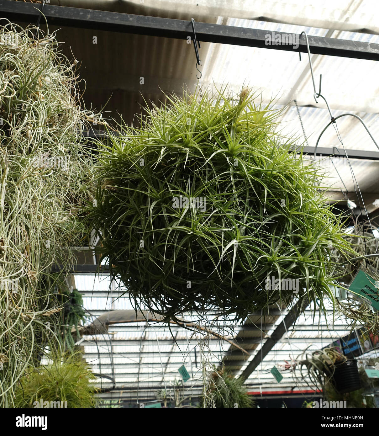 Tillandsia clump hi-res stock photography and images - Alamy