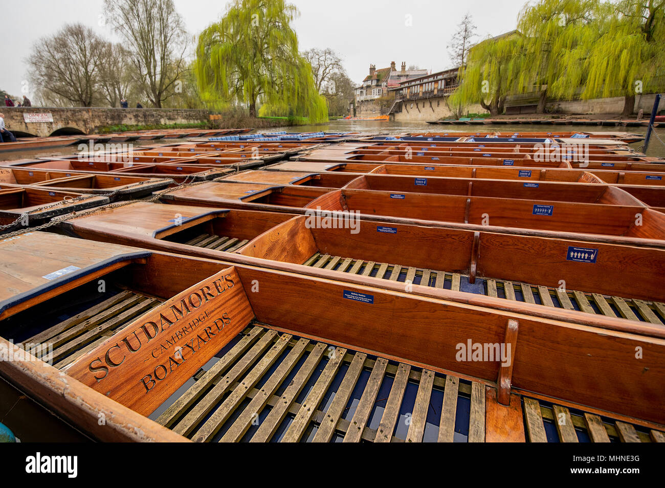 Rows of moorded up wooden punts used to transport tourists sightseeing trips operated by Scudamore's on the River Cam, Cambridge, UK. Stock Photo