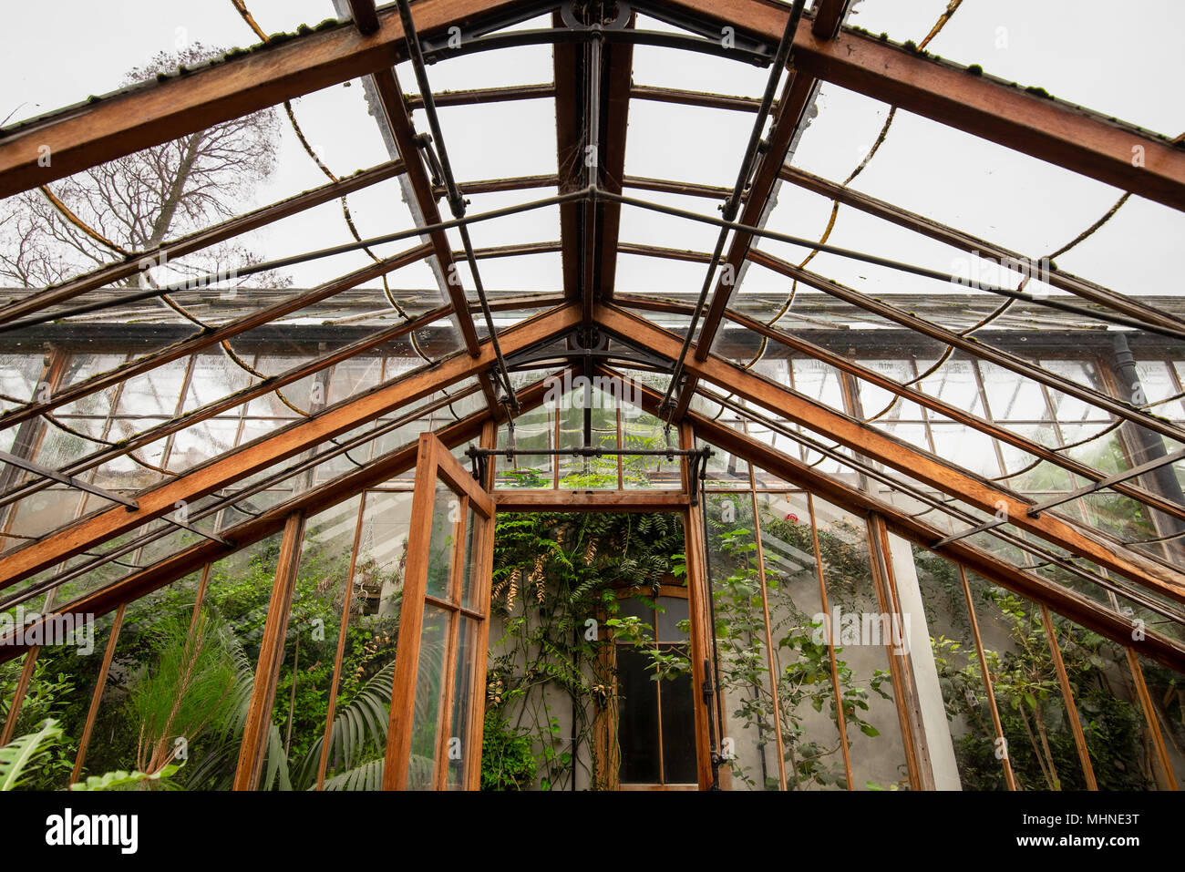 Detailed inside view of the temperature controlled wood framed glass green houses of the Cambridge Botanical Gardens, with tropical plants, Cambridge, Stock Photo
