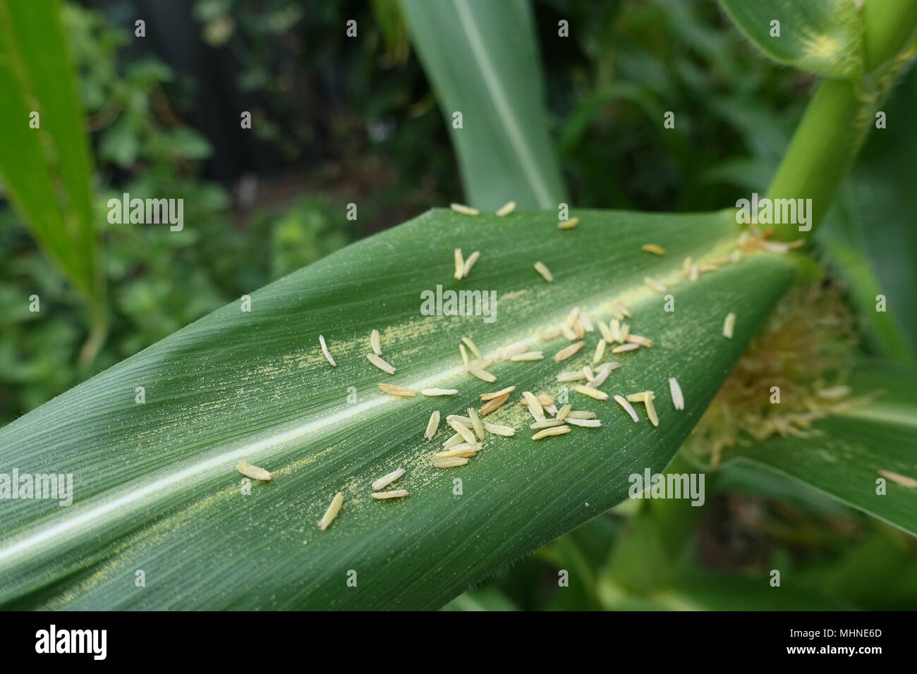 Corn Pollen High Resolution Stock Photography and Images Alamy