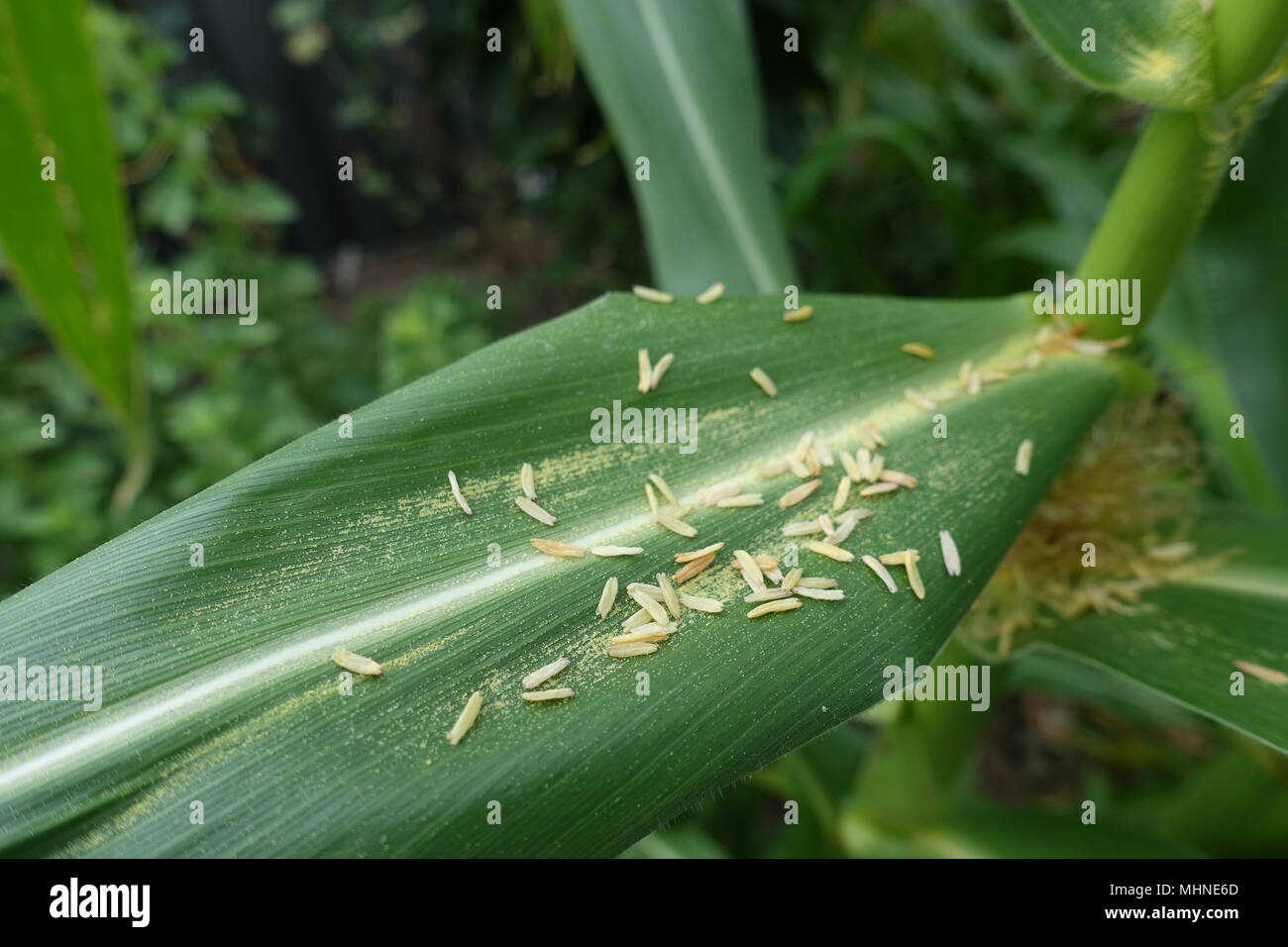 Close up Glass Gem Corn Maize flowers with pollen on a leaf Stock Photo