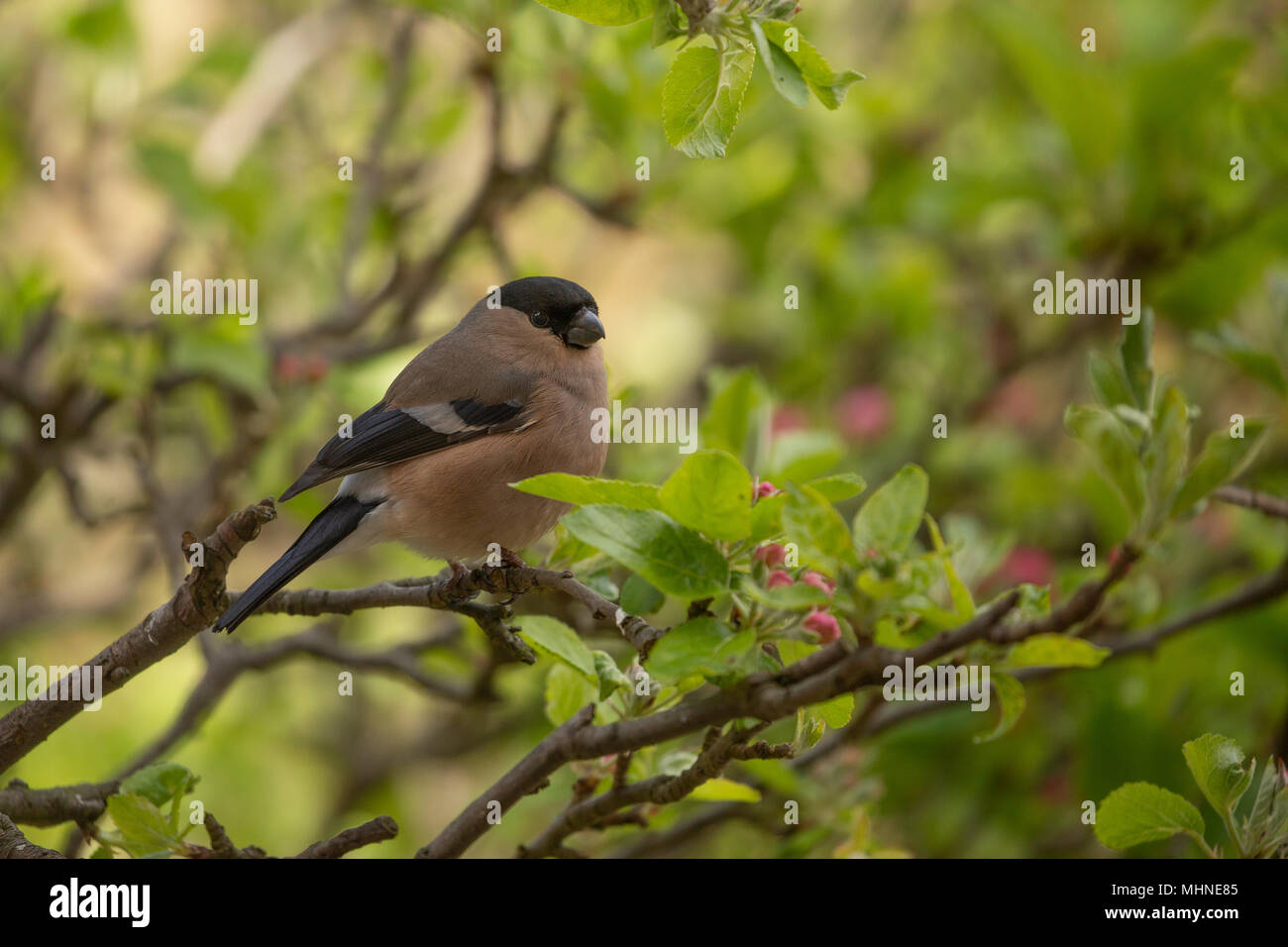 Female bullfinch perched on a branch. Stock Photo