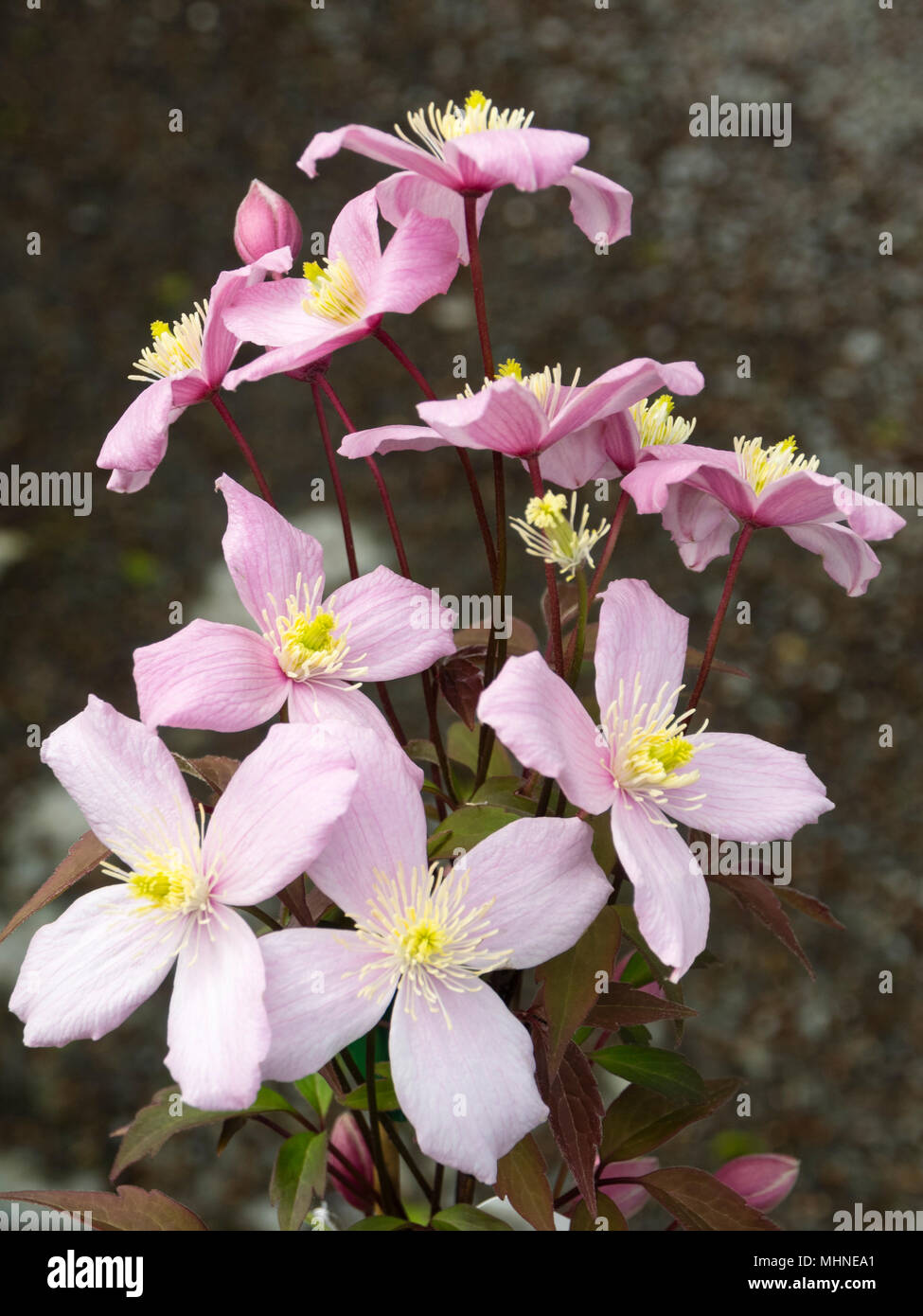 Spring flowering clematis hires stock photography and images Alamy