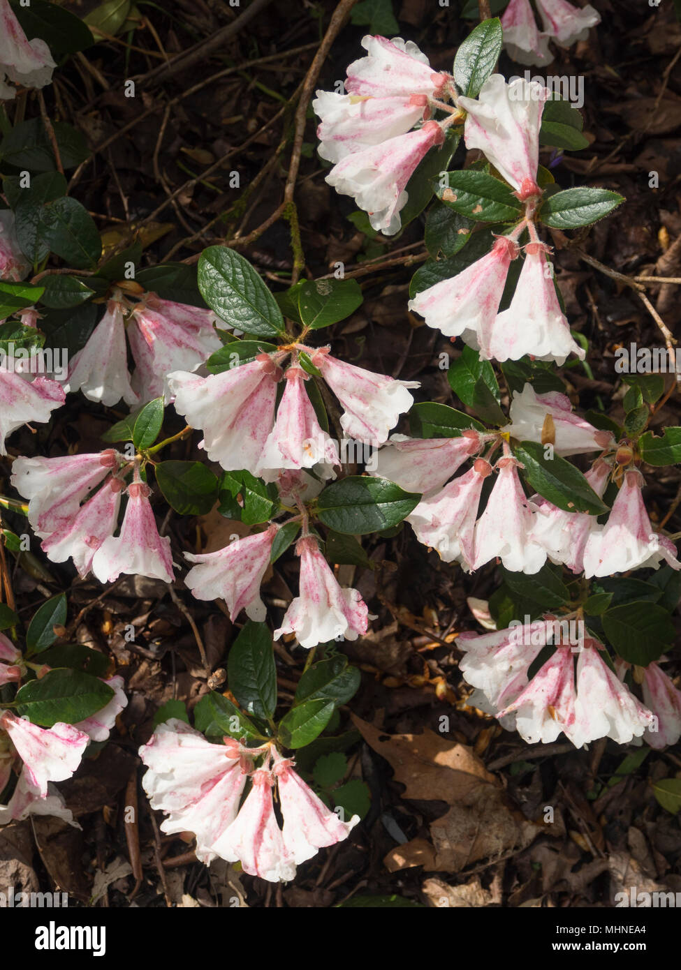 Powerfully Scented Rhododendron Fragrantissimum In The Woodland Garden At The Garden House Devon Stock Photo Alamy