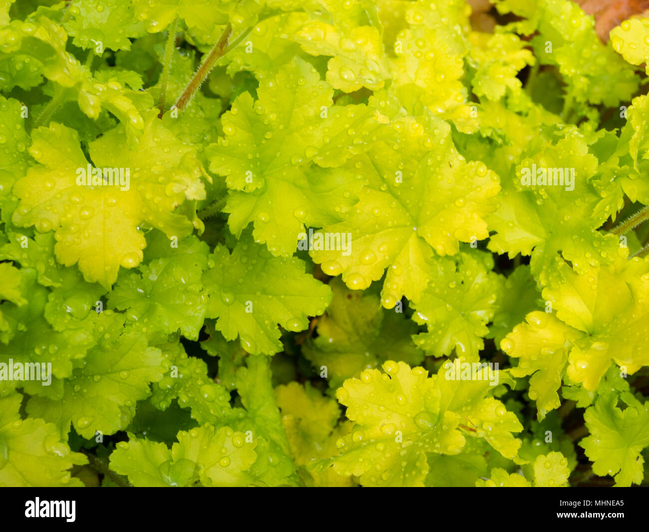 Lime green coloured foliage of the evergreen hardy perennial, Heuchera 'Lime Marmalade' Stock Photo