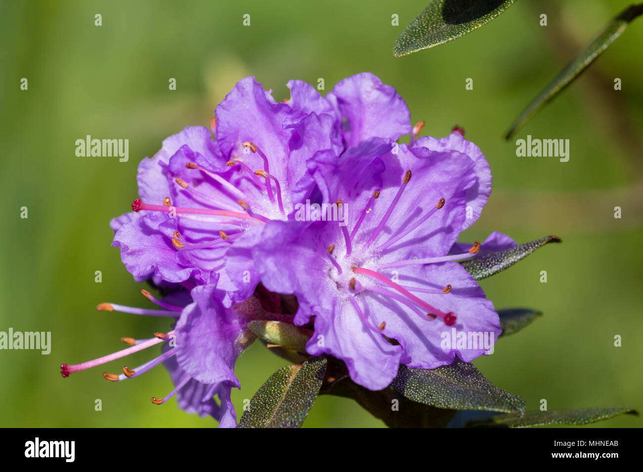 Spring flowers of the compact dwarf shrub, Rhododendron 'Ramapo' Stock Photo