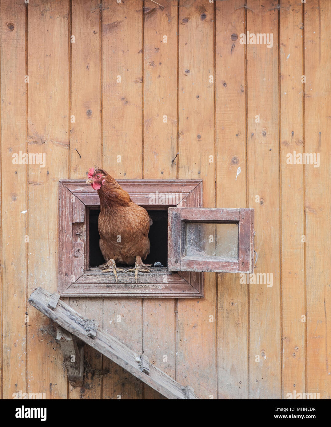 chicken comes out of the chicken coop Stock Photo Alamy