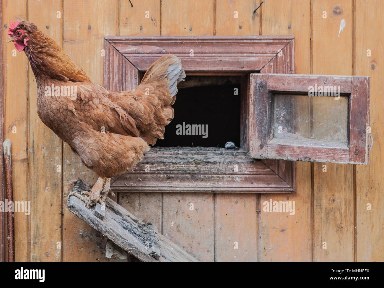 chicken comes out of the chicken coop Stock Photo Alamy