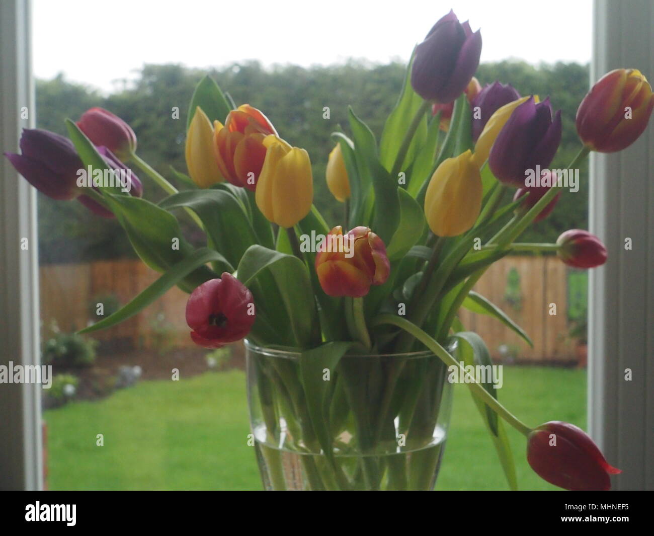Bunch of flowers, tulips, many colours in vase Stock Photo