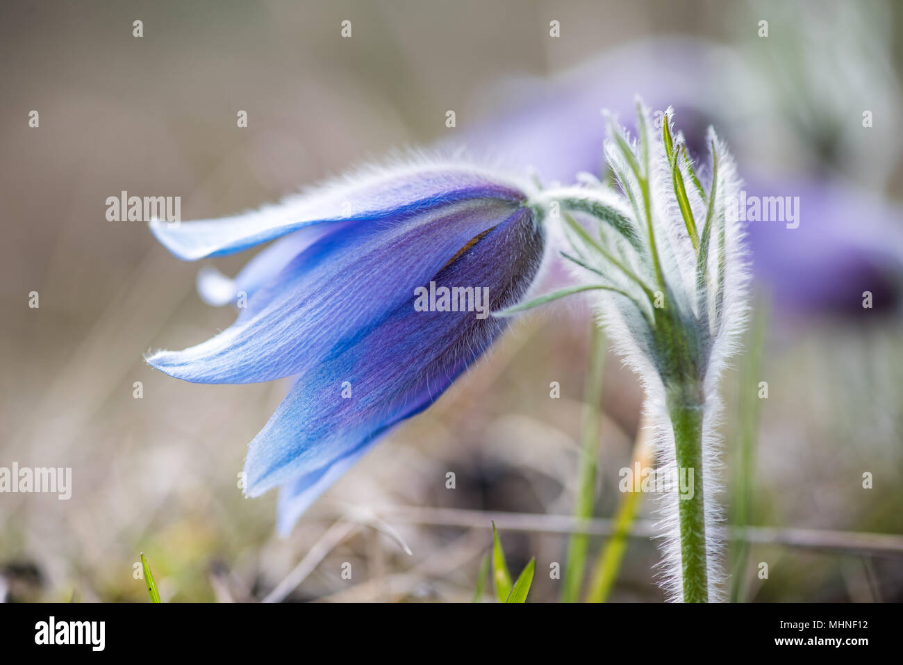 A pasque flower or Anemone pulsatilla (Pulsatilla vulgaris) against the light so the silver-grey hair stands out. Stock Photo