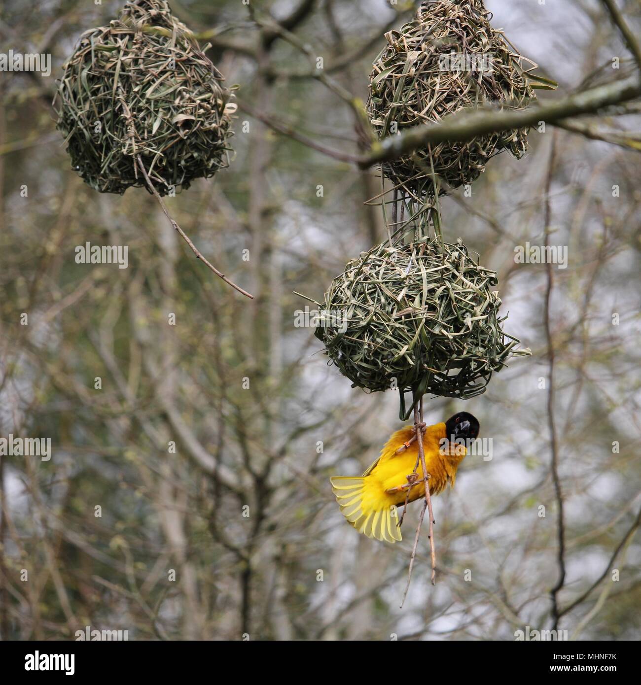 Male Village weaver (Ploceus cucullatus), also known as the spotted-backed weaver or black-headed weaver,building its distinctive woven nest Stock Photo