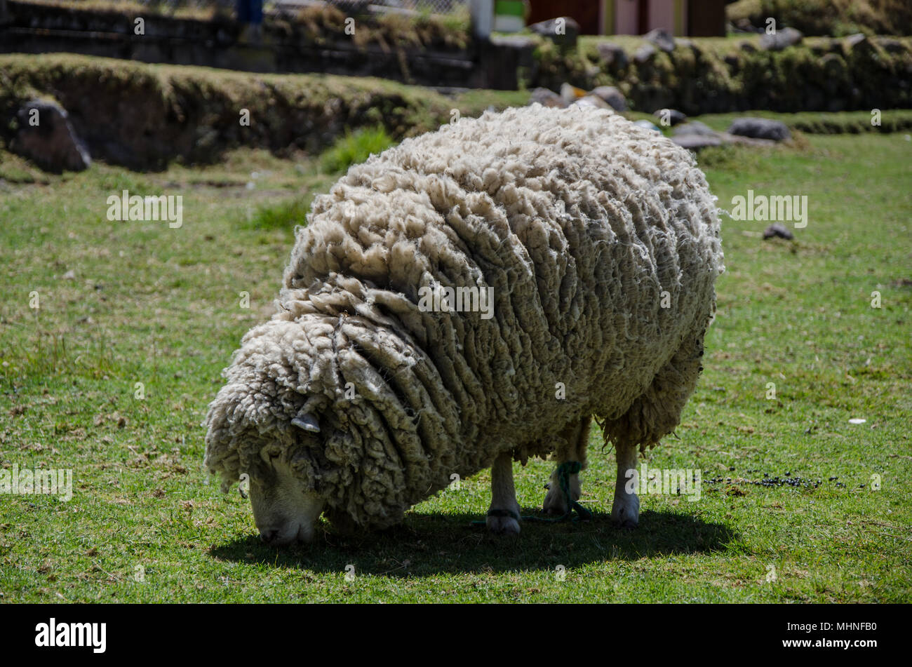Woolly ewe eating Stock Photo Alamy