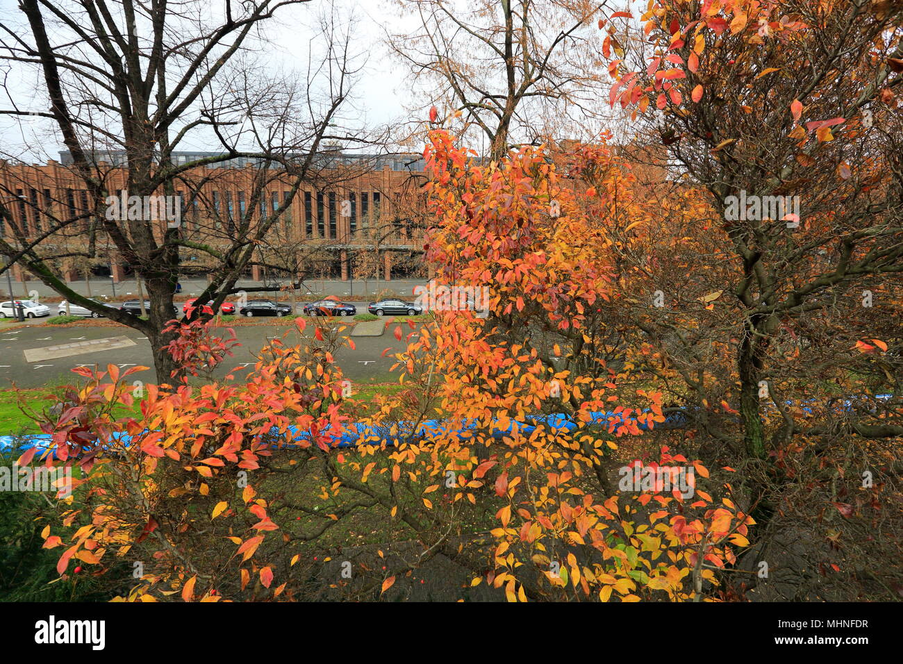 Colorful leaves on trees during autumn in Cologne, Northrhine-Westfalia, Germany. Stock Photo