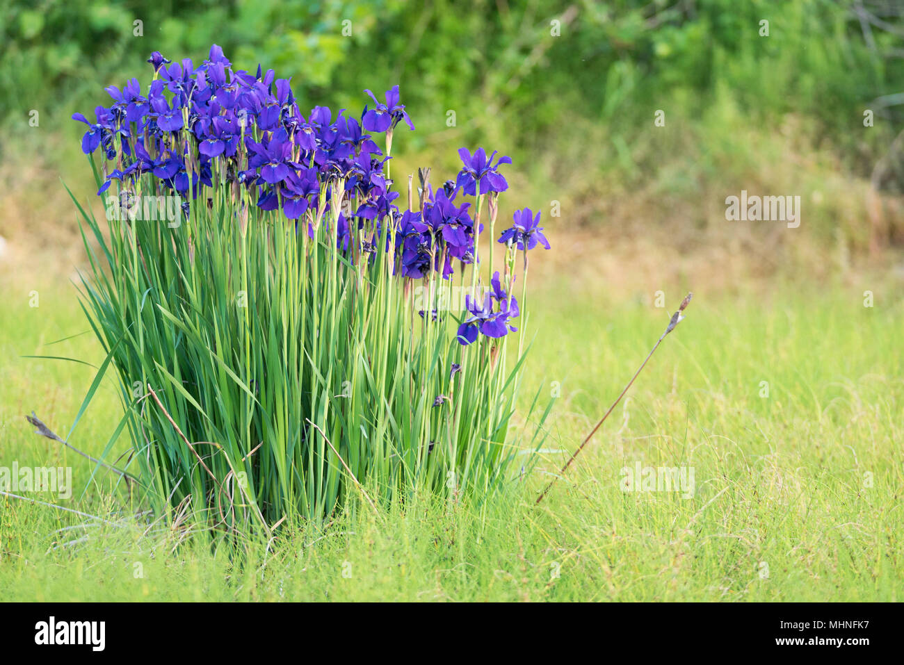 Iris sanguinea at field, Isehara City, Kanagawa Prefecture, Japan Stock Photo