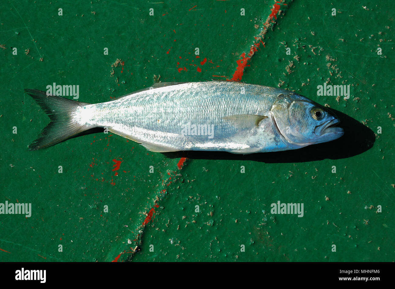 Fresh fish ( bluefish ) on the boat floor Stock Photo