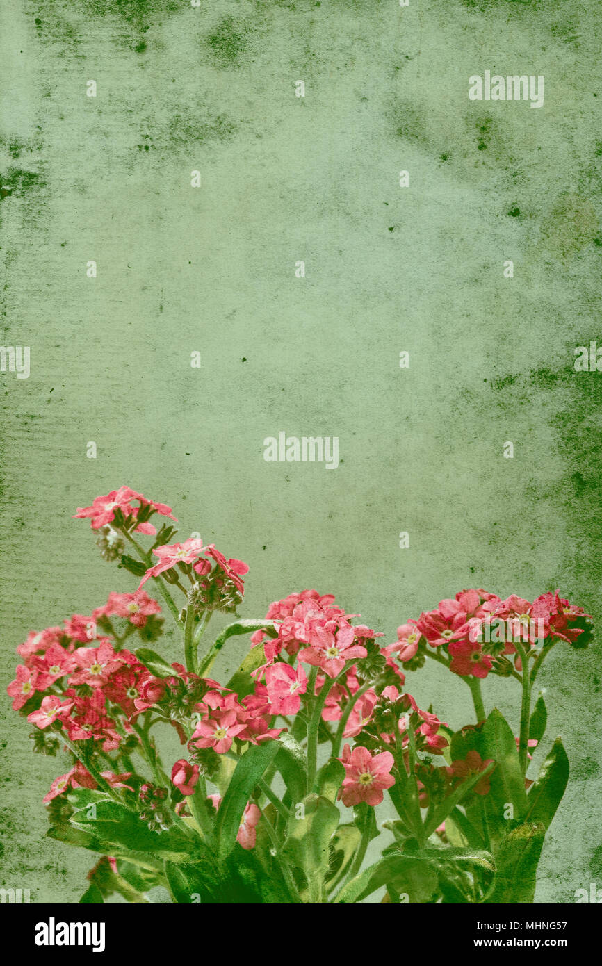 Pink Forget-me-not with leaves on a textured green background with retro vintage look and space for text. The texture have an old grungy feel. Stock Photo