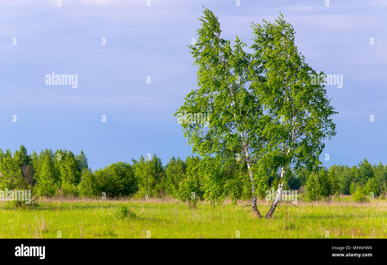 beautiful summer landscape birch on a cloudy day Stock Photo - Alamy