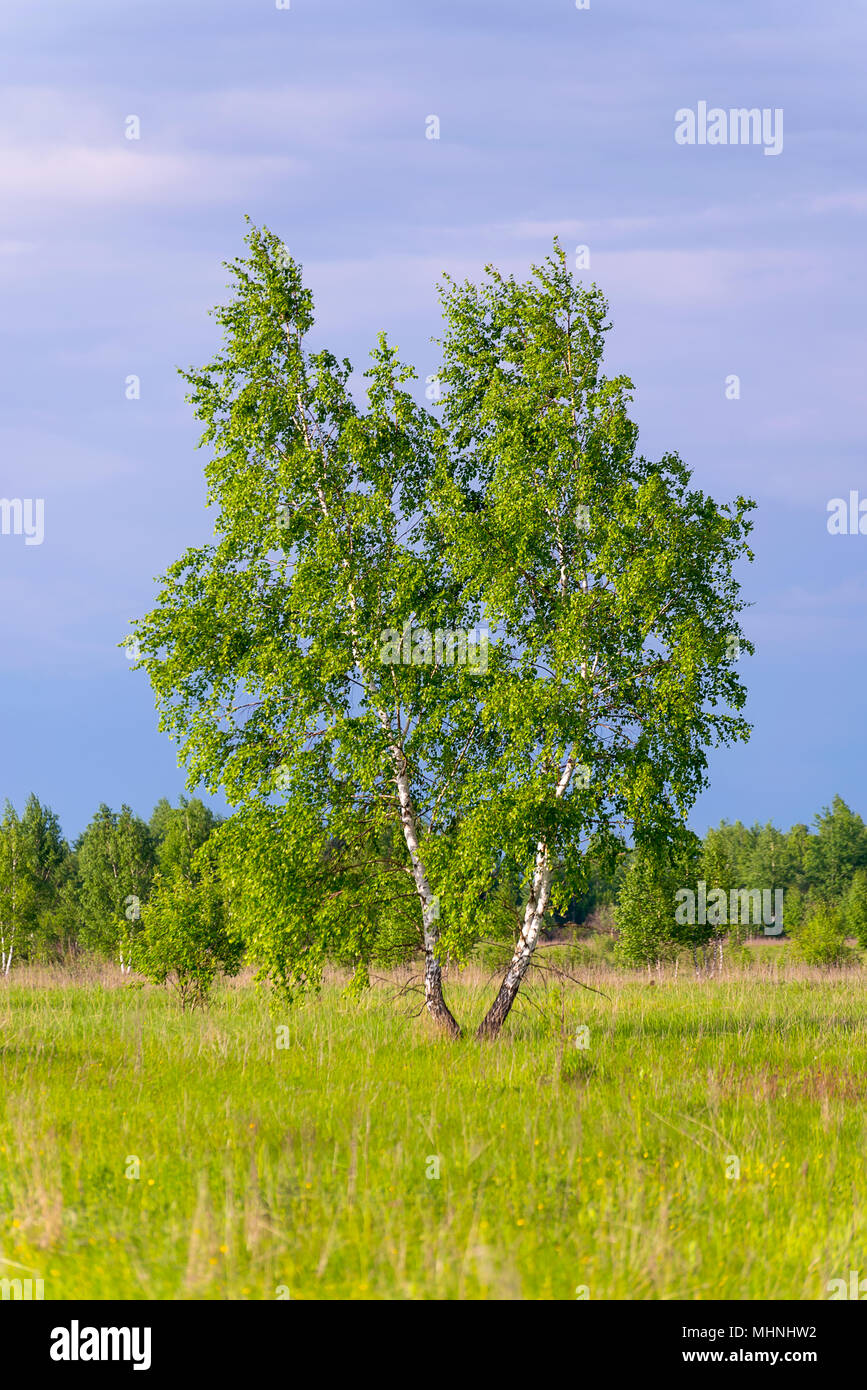 beautiful summer landscape birch on a cloudy day Stock Photo - Alamy