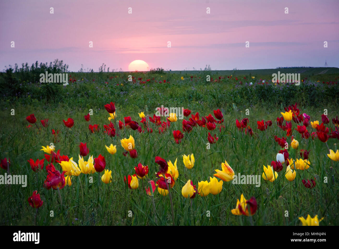Tulips. Tulipa schrenkii. Chyornye Zemli (Black Lands) Nature Reserve, Kalmykia region, Russia. Stock Photo