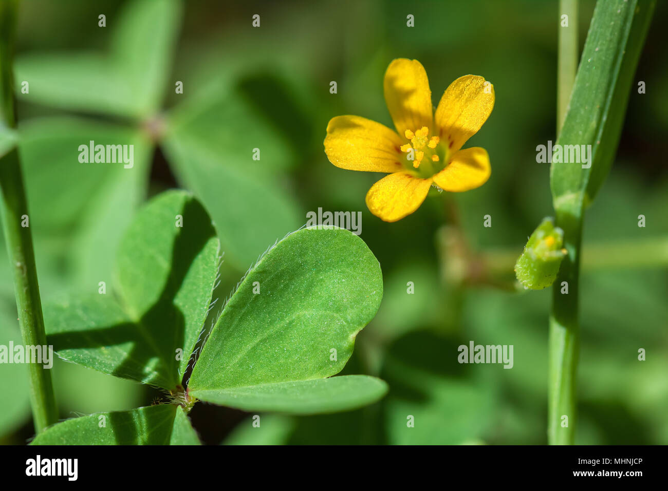 Common Yellow Wood Sorrel Flower Oxalis Stricta Stock Photo Alamy