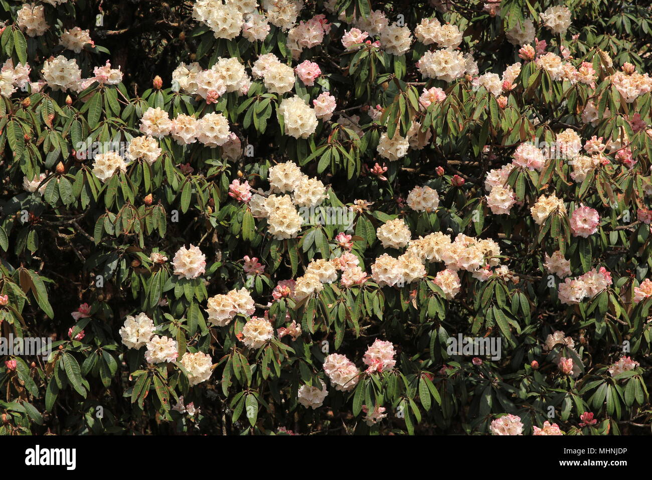 Blooms of a white rhododendron in Nepal. Spingtime. Stock Photo